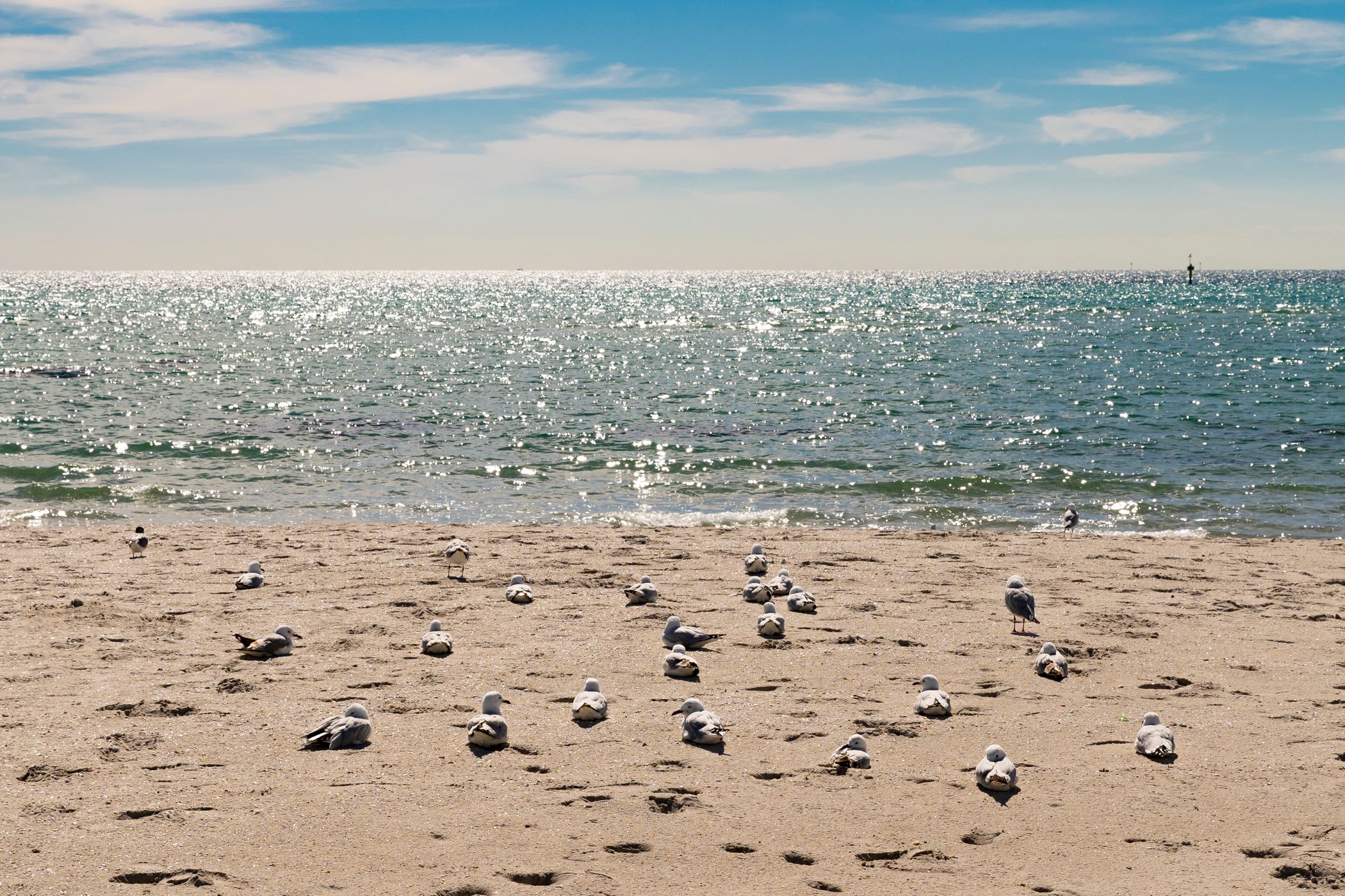 Rye Beach Seagulls